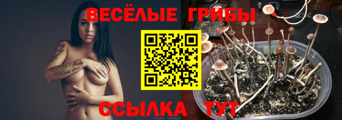 Чита  Галлюциногенные грибы GOLDEN TEACHER  Вход с VPN 